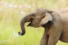 Asian Elephant drinking water-Corbett National Park-India Art Print